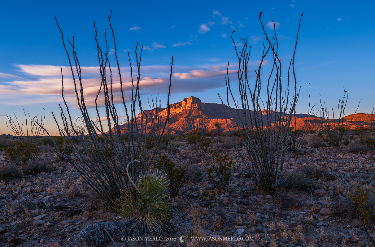 Last light on the Guadalupe Mountains through ocotillo (Fouquieria splendens)&nbsp;at Guadalupe Mountains National Park in Culberson...