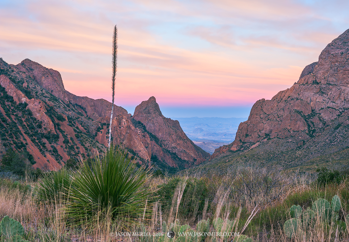 A sotol (Dasylirion texanum) overlooking the Window in the Chisos Mountains at sunrise in Big Bend National Park in Brewster...