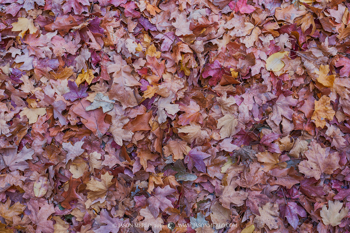 Fallen maple and oak leaves in Pine Canyon at Big Bend National Park in Brewster County in West&nbsp;Texas.