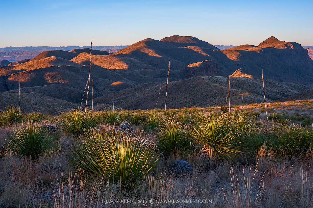 First light on sotol plants (Dasylirion texanum)&nbsp;and Goat Mountain in Big Bend National Park in Brewster County in West...