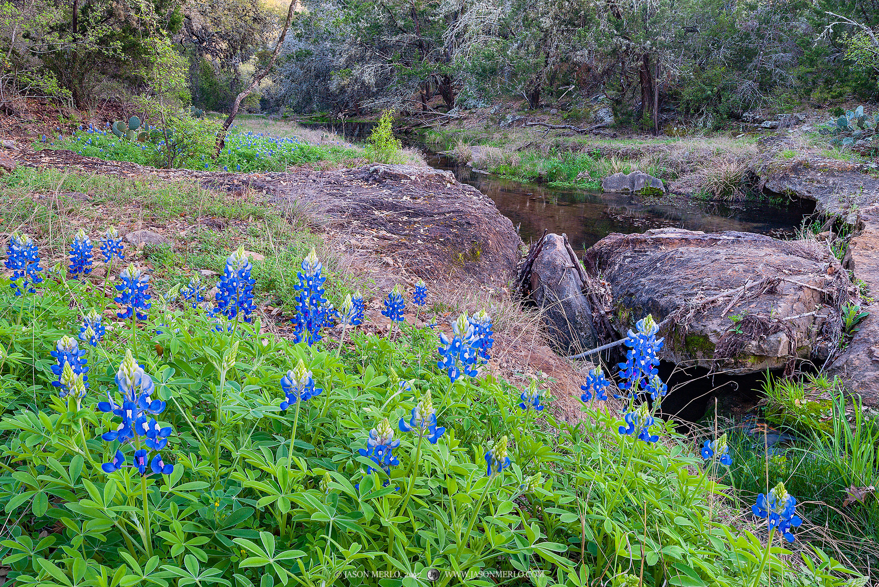 Texas bluebonnets (Lupinus texensis) growing along the rocky bank of a creek in Llano County in the Texas Hill Country.