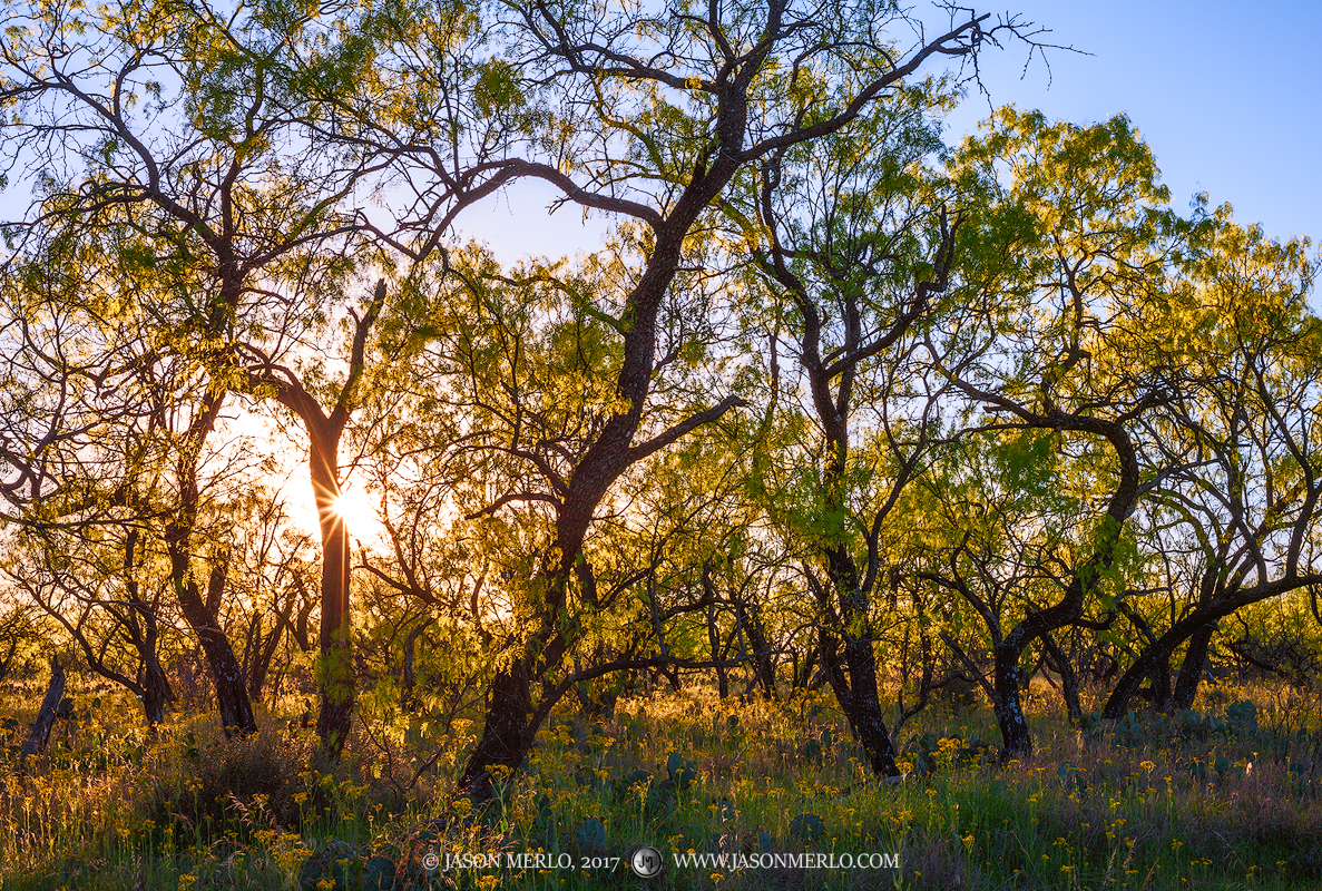 Mesquite trees (Prosopis glandulosa)&nbsp;and groundsel (Senecio ampullaceus)&nbsp;at sunset in Mason County, Texas.