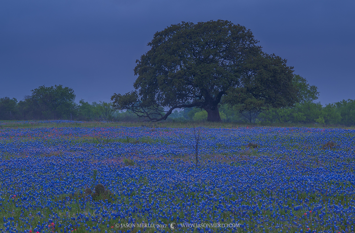 A field of Texas bluebonnets (Lupinus texensis) and a live oak tree (Quercus virginiana) on an overcast day in Llano County in...