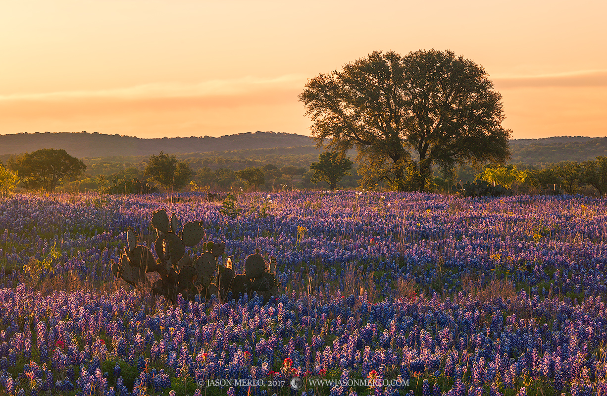 A prickly pear cactus (Opuntia engelmannii) in a field of Texas bluebonnets (Lupinus texensis) at sunrise in San Saba County...