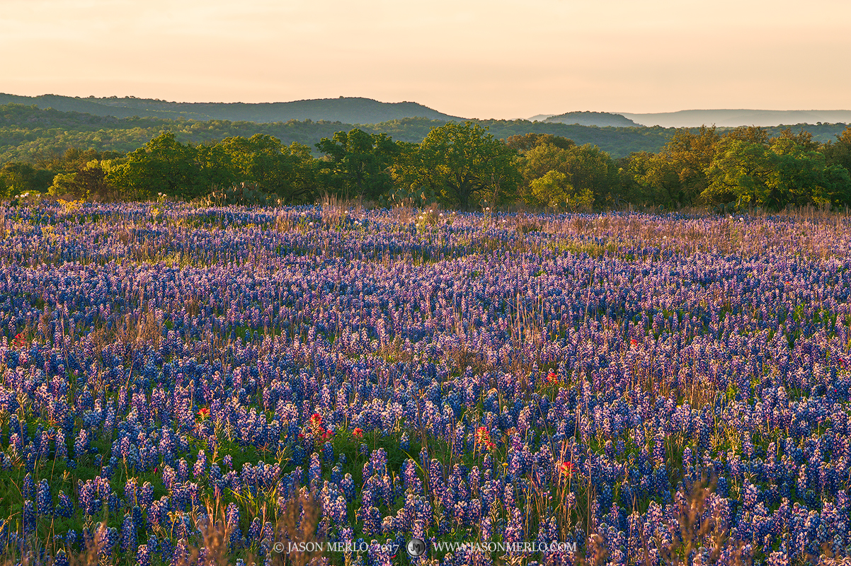 Texas paintbrushes (Castilleja indivisa) dot a field of Texas bluebonnets (Lupinus texensis)&nbsp;at sunrise in San Saba County...