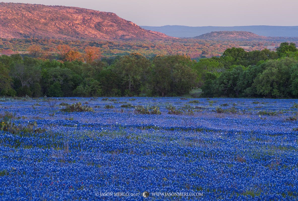 The last light of the day on the hills above a field of bluebonnets (Lupinus texensis)&nbsp;in San Saba County&nbsp;in the Texas...
