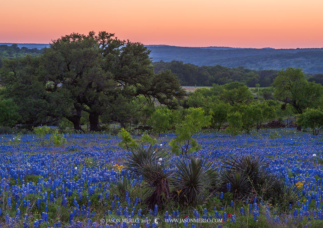 Yucca (Yucca constricta), mesquite (Prosopis glandulosa), and live oak trees (Quercus virginiana)&nbsp;in a field of Texas bluebonnets...