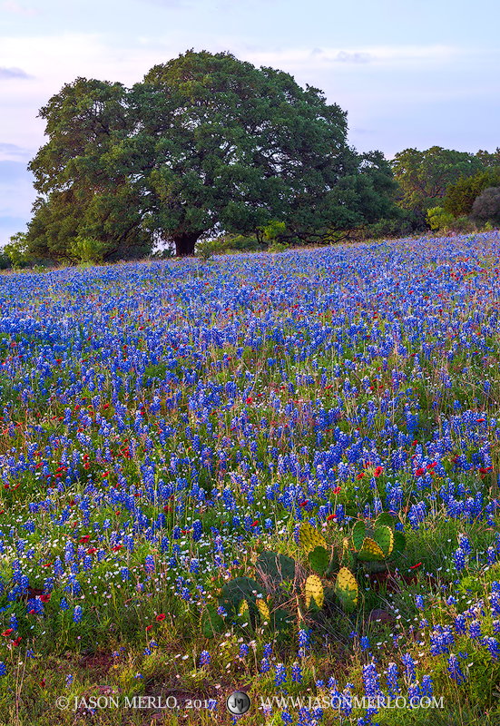 A prickly pear cactus (Opuntia engelmannii) and live oak tree (Quercus virginiana) in a field of Texas bluebonnets (Lupinus texensis...