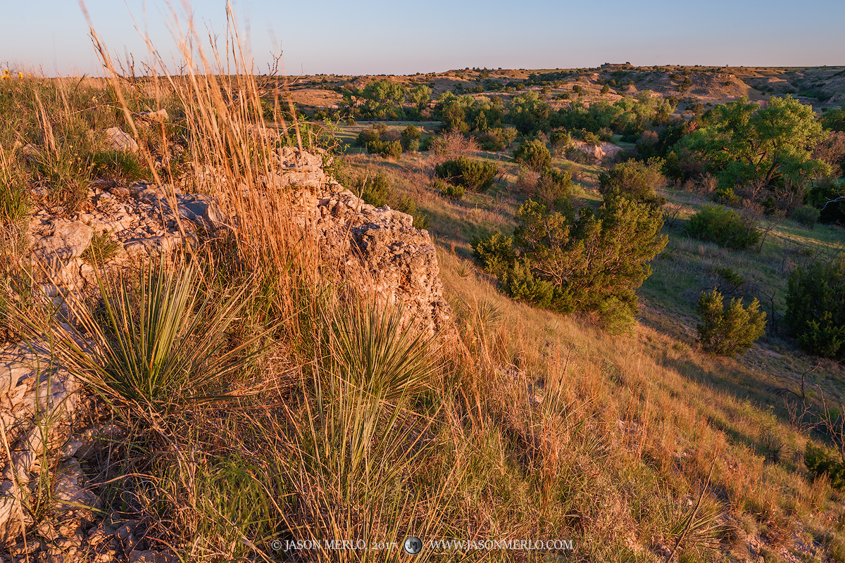 Soapweed yuccas (Yucca glauca)&nbsp;on a hillside at sunset in Armstrong County in the Texas Panhandle Plains.