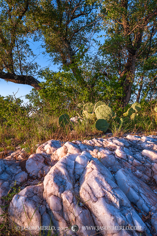 A quartz outcrop under a live oak tree at sunset at Enchanted Rock State Natural Area in Llano County in the Texas Hill Country...