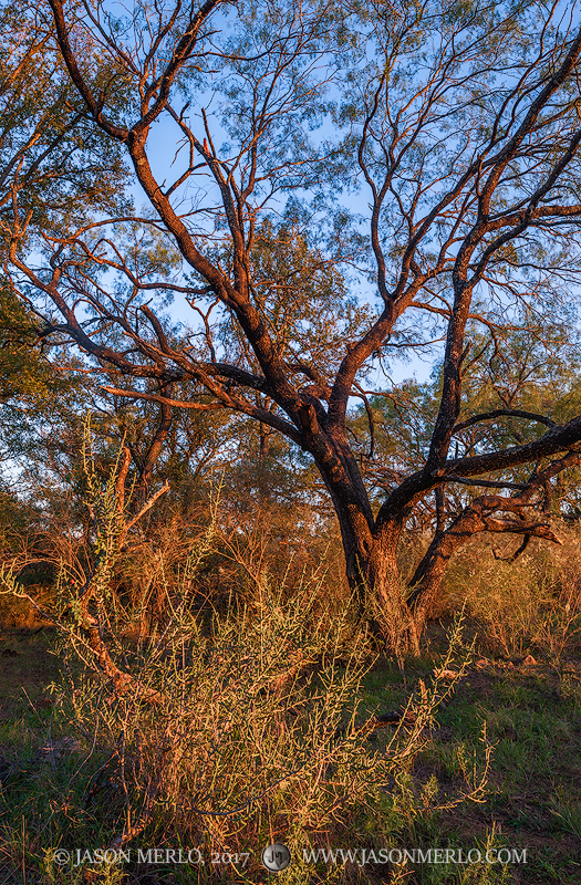 Tasajillo (Cylindropuntia leptocaulis) and a mesquite tree (Prosopis glandulosa) at sunset in San Saba County in the Texas Cross...