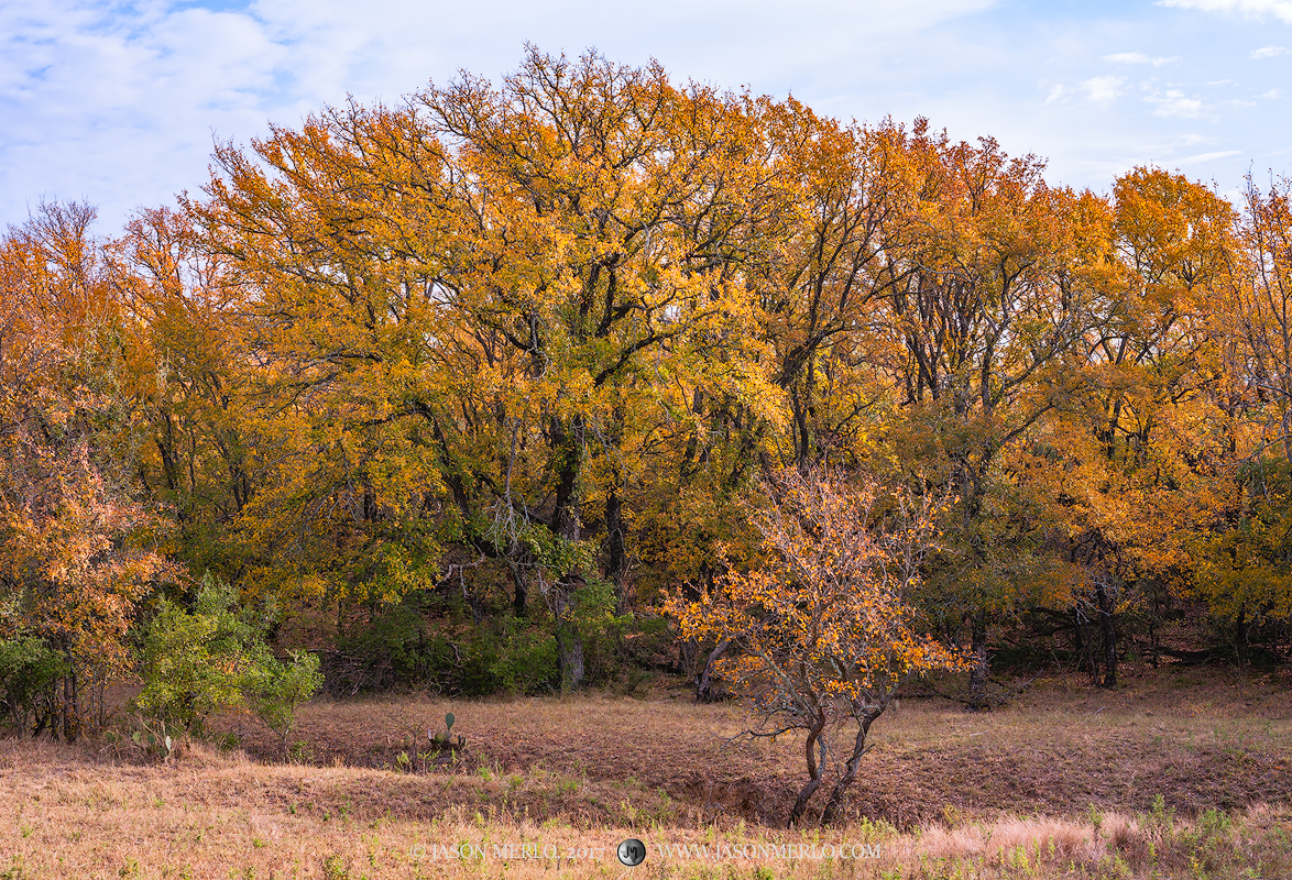 Cedar elm trees (Ulmus crassifolia) in fall color in San Saba County in the Texas Cross Timbers.