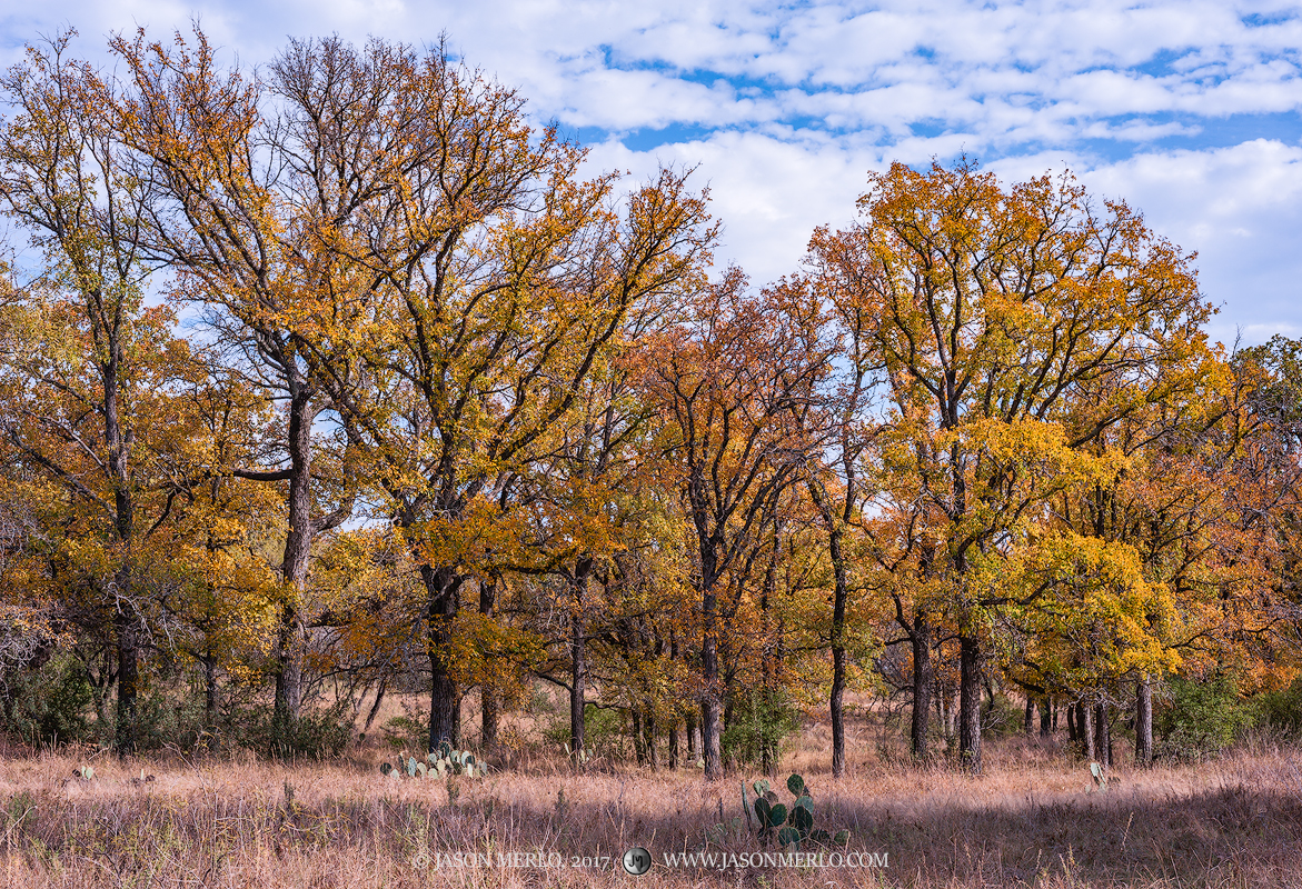 Cedar elm trees (Ulmus crassifolia) in fall color in San Saba County in the Texas Cross Timbers.