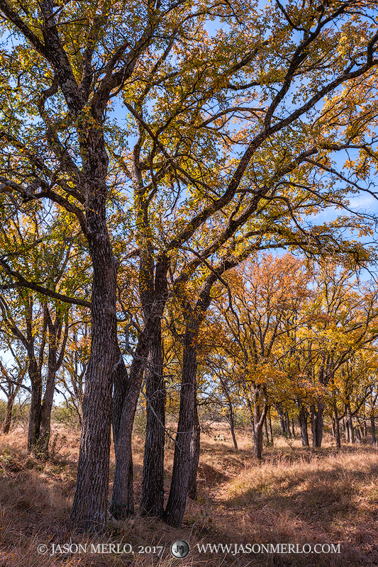 Cedar elm trees (Ulmus crassifolia) in fall color in San Saba County in the Texas Cross Timbers.