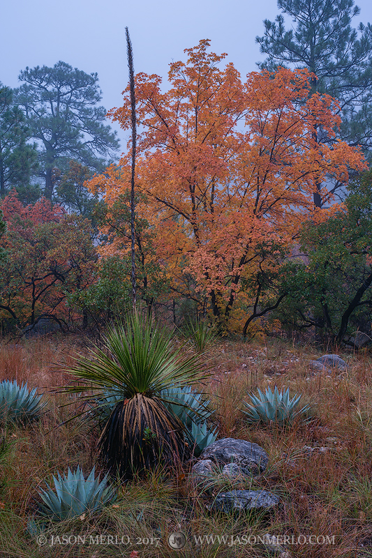 Agaves (Agave havardiana), sotol (Dasylirion texanum), and bigtooth maple trees&nbsp;(Acer grandidentatum)&nbsp;in fog in McKittrick...