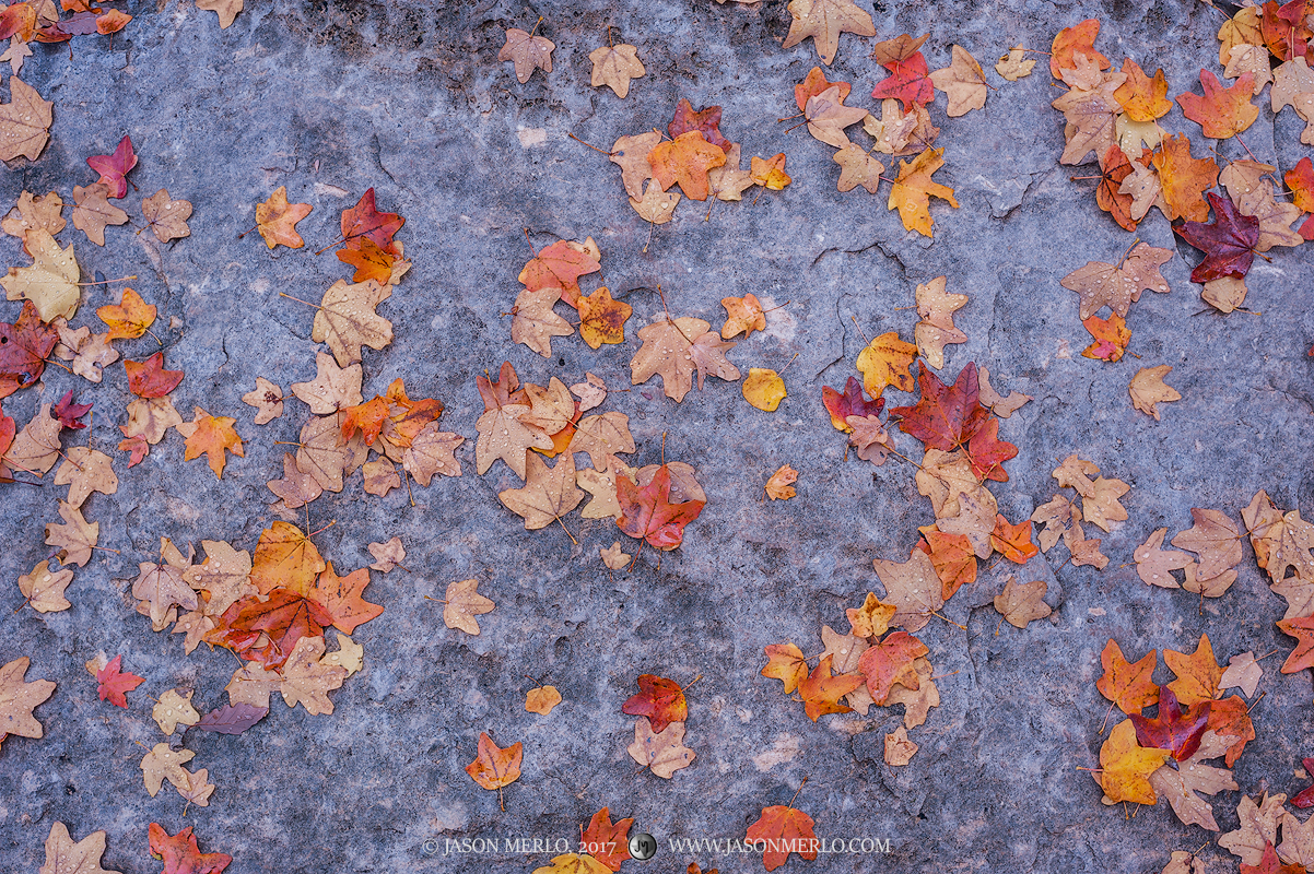 Bigtooth maple (Acer grandidentatum)&nbsp;leaves on limestone in Guadalupe Mountains National Park in Culberson County in West...