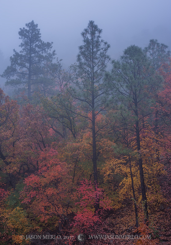 Bigtooth maples (Acer grandidentatum) and pines in fog in McKittrick Canyon in Guadalupe Mountains National Park in Culberson...