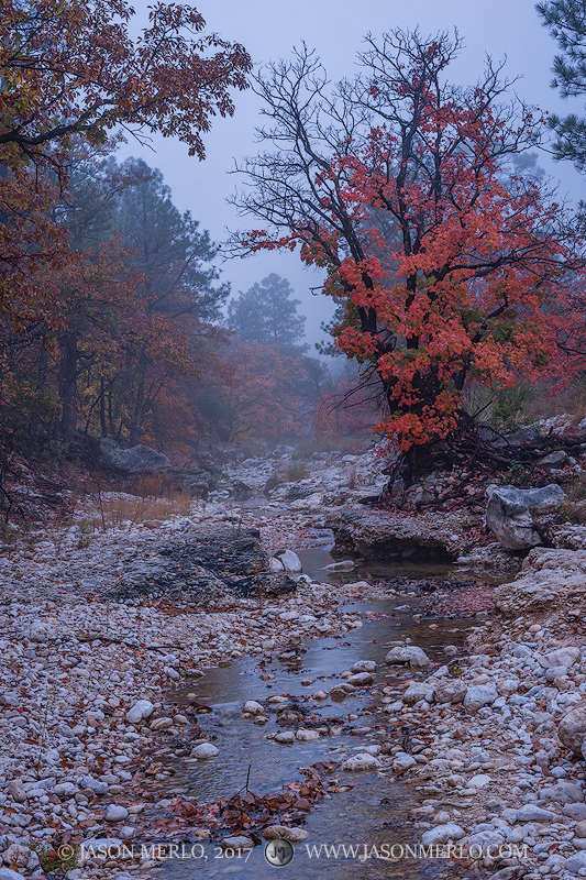 Bigtooth maple trees (Acer grandidentatum) in fall color on McKittrick Creek in Guadalupe Mountains National Park in Culberson...