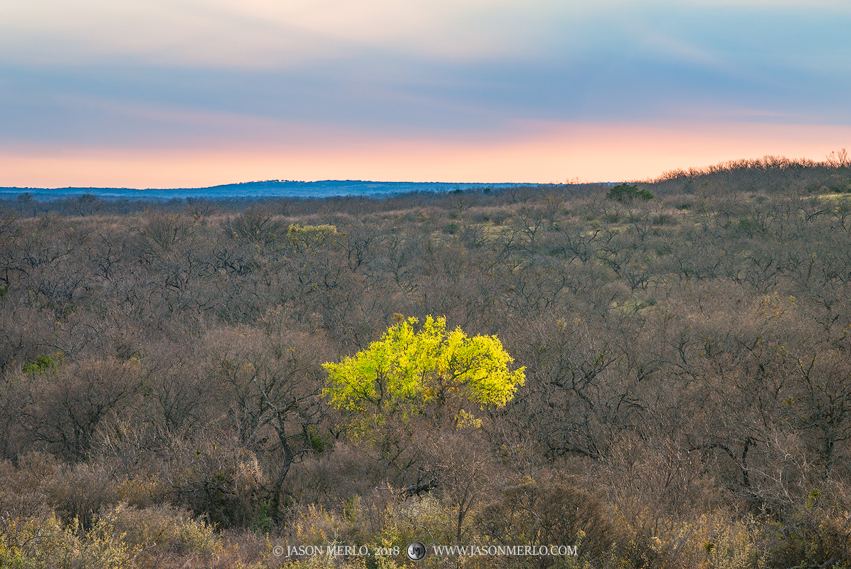 A cedar elm (Ulmus crassifolia) is the first tree to leaf out in San Saba County in the Texas Cross Timbers.