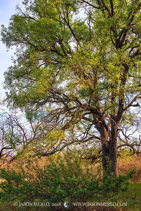 An agarita bush (Mahonia trifoliolata) beneath a cedar elm tree (Ulmus crassifolia) in early spring in San Saba County in the...