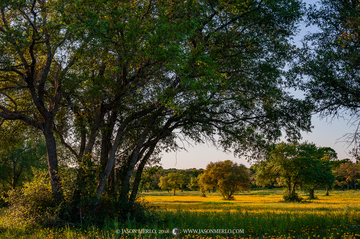 A field of crown tickseed (Coreopsis nuecensis)&nbsp;and live oak trees (Quercus virginiana)&nbsp;in Gonzales County in South...