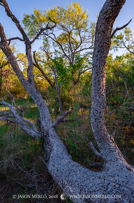 A dead mesquite tree (Prosopis glandulosa) frames a live mesquite tree at sunset in San Saba County in the Texas Cross Timbers...