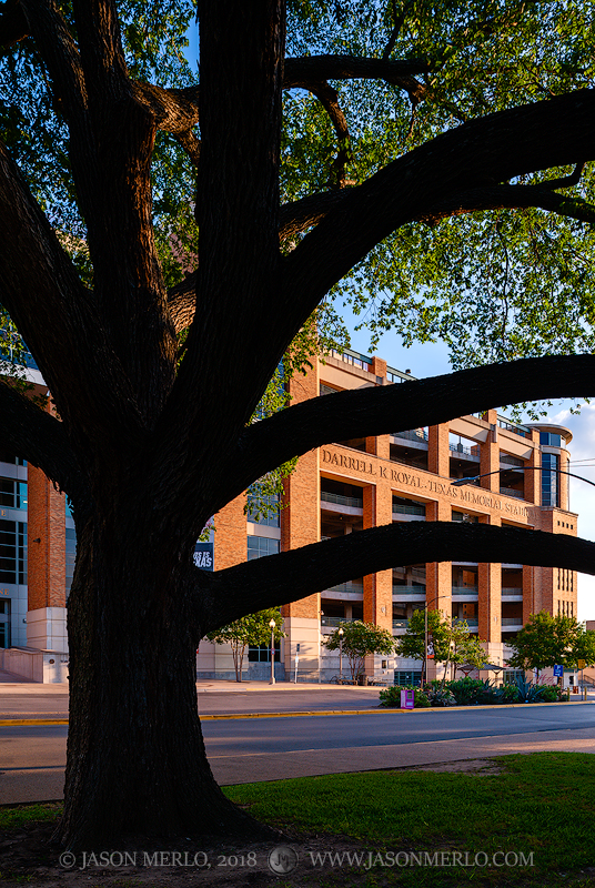 Darrell K Royal - Texas Memorial Stadium framed through a live oak tree (Quercus virginiana) at the University of Texas in Austin...