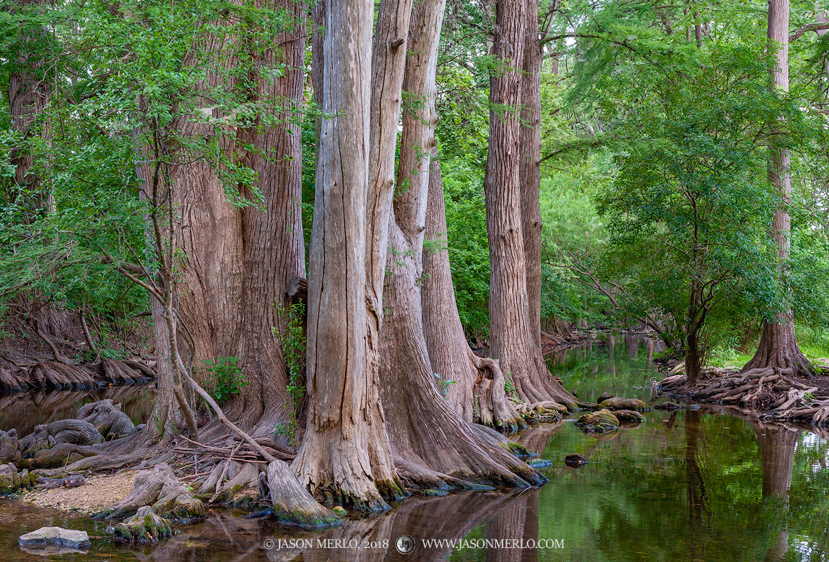 Cypress trees on Cibolo Creek at Cibolo Nature Center in Boerne in the&nbsp;Texas Hill Country.