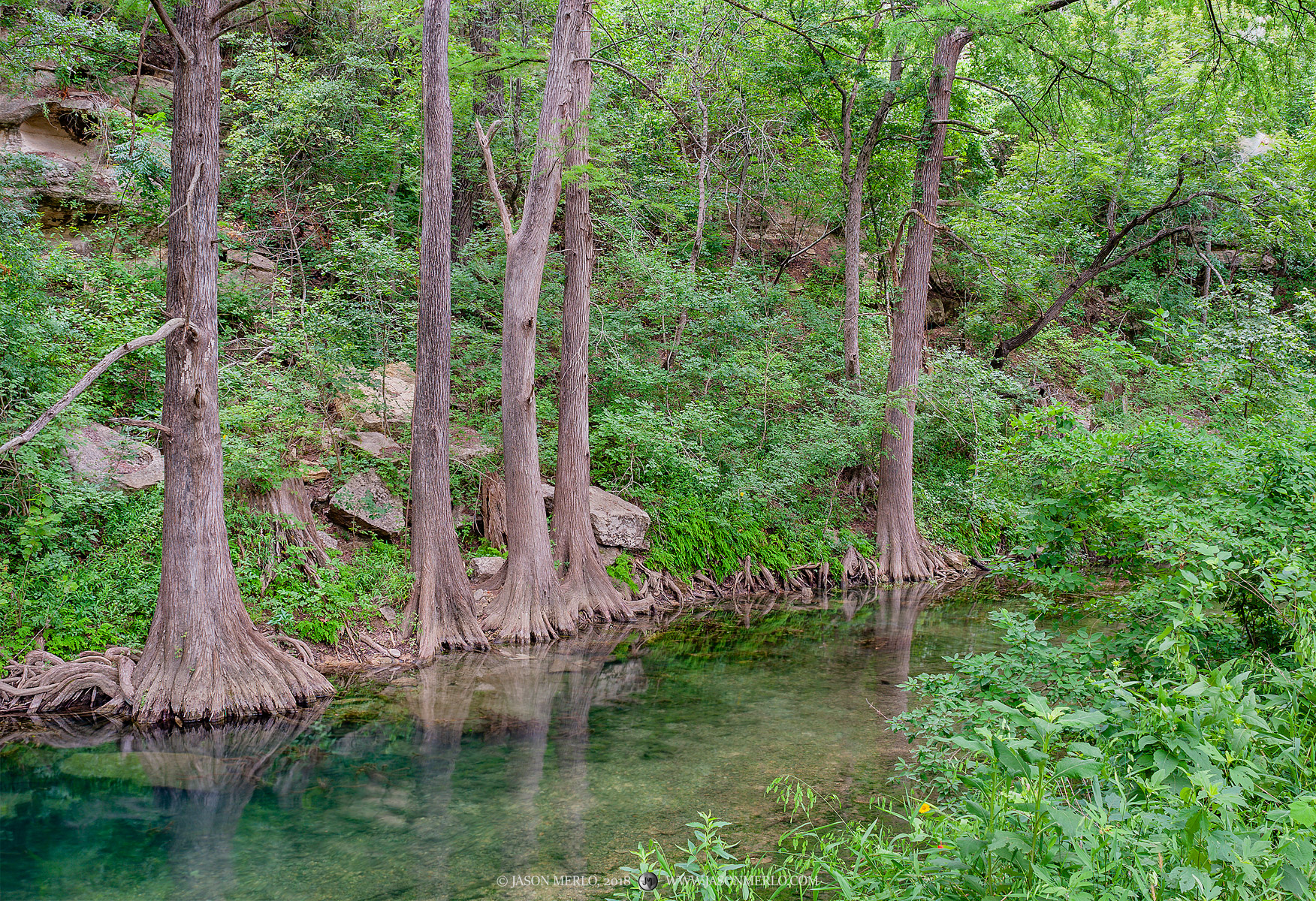 Cypress trees (Taxodium distichum) on a creek in the Texas Hill Country.