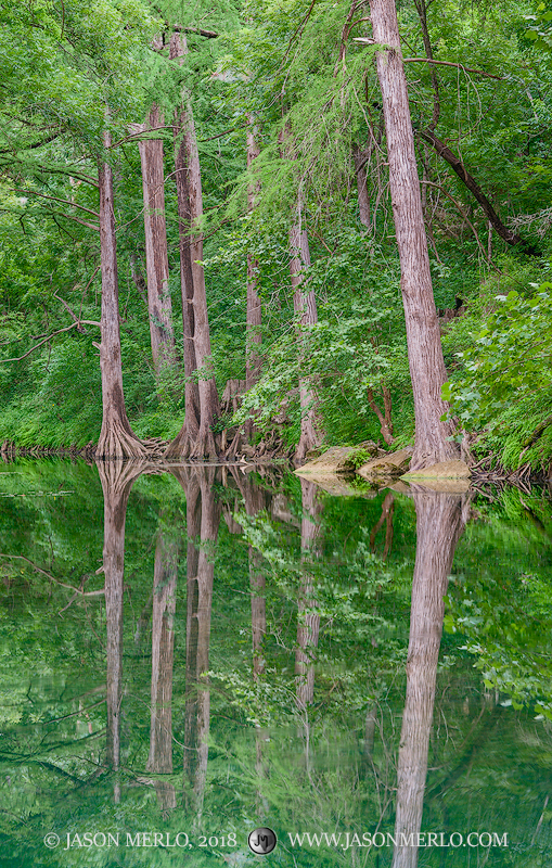 Cypress trees (Taxodium distichum) reflected in a creek in the Texas Hill Country.
