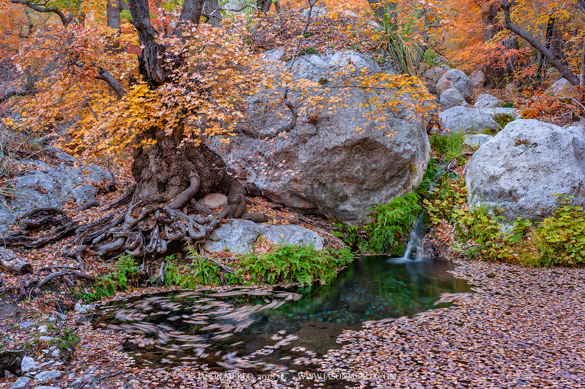 Waterfall and pool beneath bigtooth maple trees (Acer grandidentatum)&nbsp;in fall color in Smith Spring at Guadalupe Mountains...