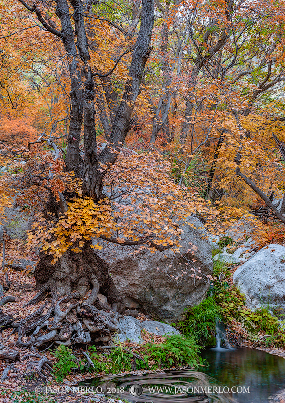 Waterfall and pool beneath bigtooth maple trees (Acer grandidentatum)&nbsp;in fall color in Smith Spring at Guadalupe Mountains...