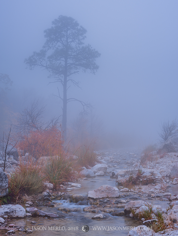 Pine tree in fog on McKittrick Creek in Guadalupe Mountains National Park in Culberson County in West Texas.