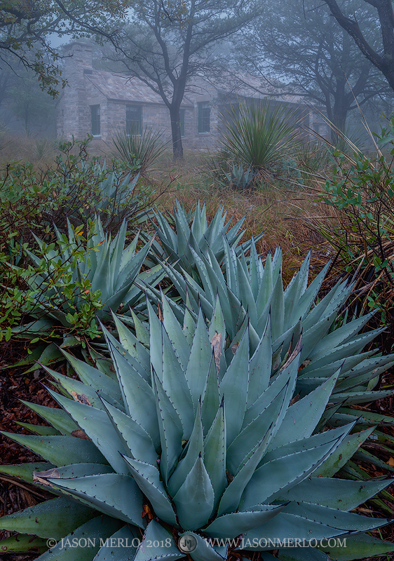 Agaves (Agave havardiana)&nbsp;beneath Wallace Pratt's Stone Cabin in McKittrick Canyon at Guadalupe Mountains National Park...