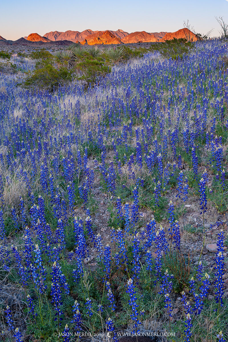 2019022301, Big Bend Bluebonnets and Chisos Mountains at sunset