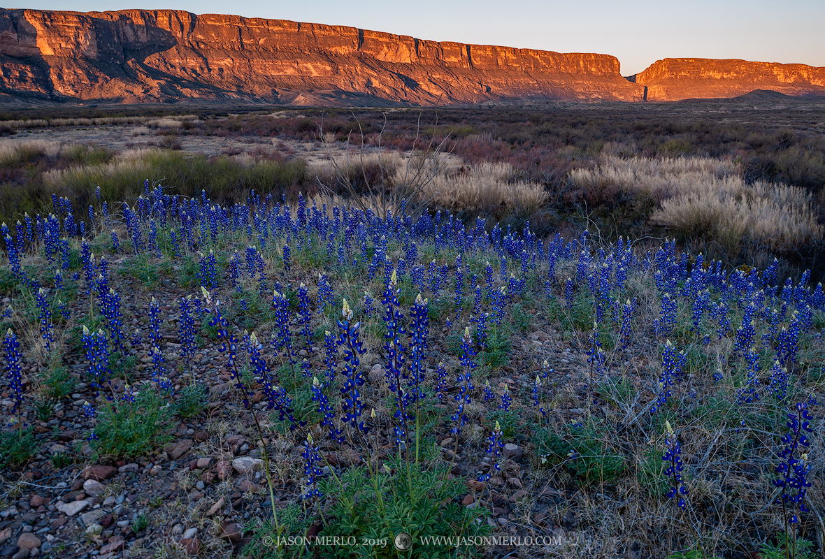 2019022401, Big Bend bluebonnets and Santa Elena Canyon