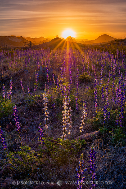 A pale blue bluebonnet in a field of bluebonnets (Lupinus havardii)&nbsp;and the Chisos Mountains at sunrise in Big Bend National...