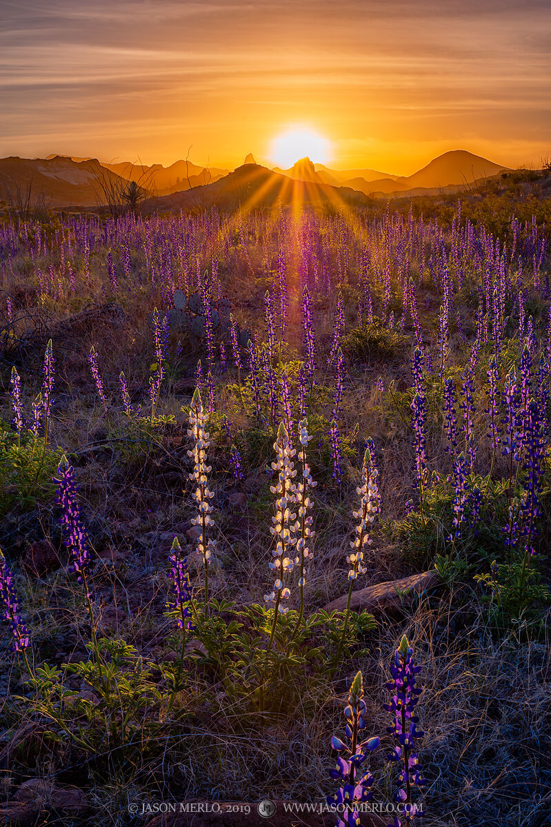 2019022502, Bluebonnets and the Chisos Mountains at sunrise