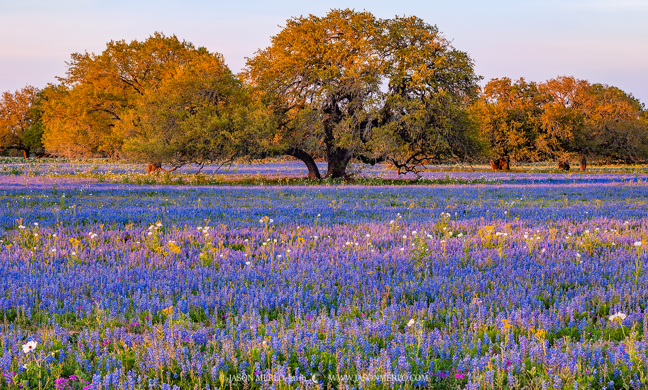 A field of sandyland bluebonnets (Lupinus subcarnosus)&nbsp;and other wildflowers growing among live oak trees in Atascosa County...