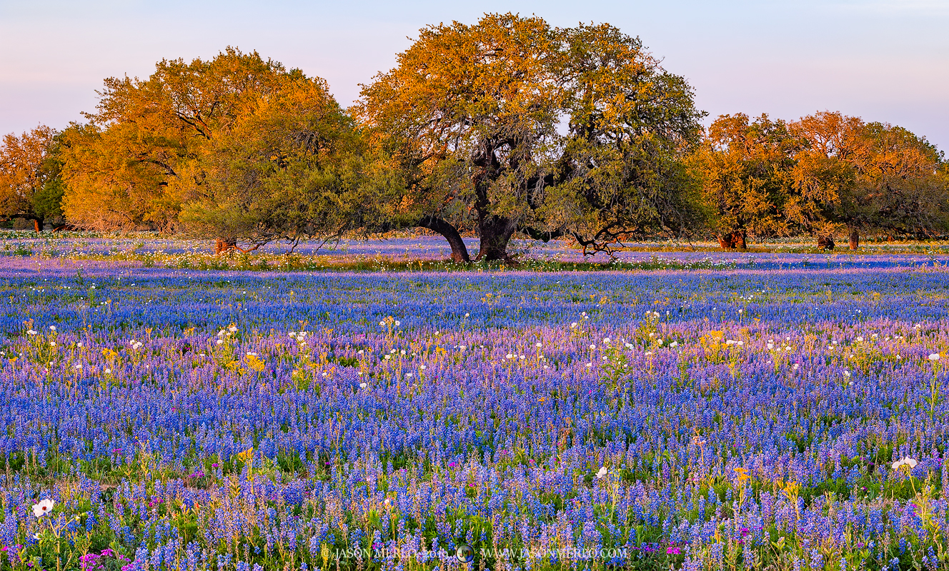 2019032103, Sandyland bluebonnets and oaks