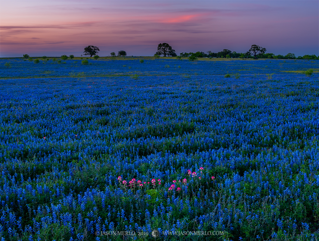 A line of Texas paintbrush (Castilleja indivisa)&nbsp;in a field of sandyland bluebonnets (Lupinus subcarnosus)&nbsp;at dusk...