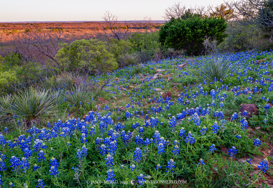 Bluebonnets (Lupinus texensis) growing on a hillside overlooking last light on the valley below in San Saba County in the Texas...