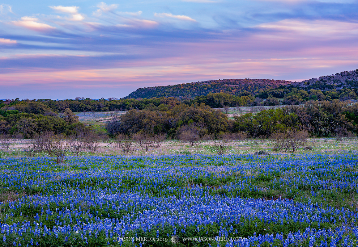 A field of Texas bluebonnets (Lupinus texensis) and rolling hills at dusk in Llano County in the Texas Hill Country.