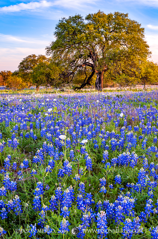 Bluebonnets (Lupinus texensis) and white prickly poppies (Argemone albiflora) surround live oak trees (Quercus virginiana) just...