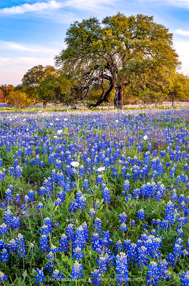 2019040402, Bluebonnets and live oaks | Mason County - Texas Hill ...