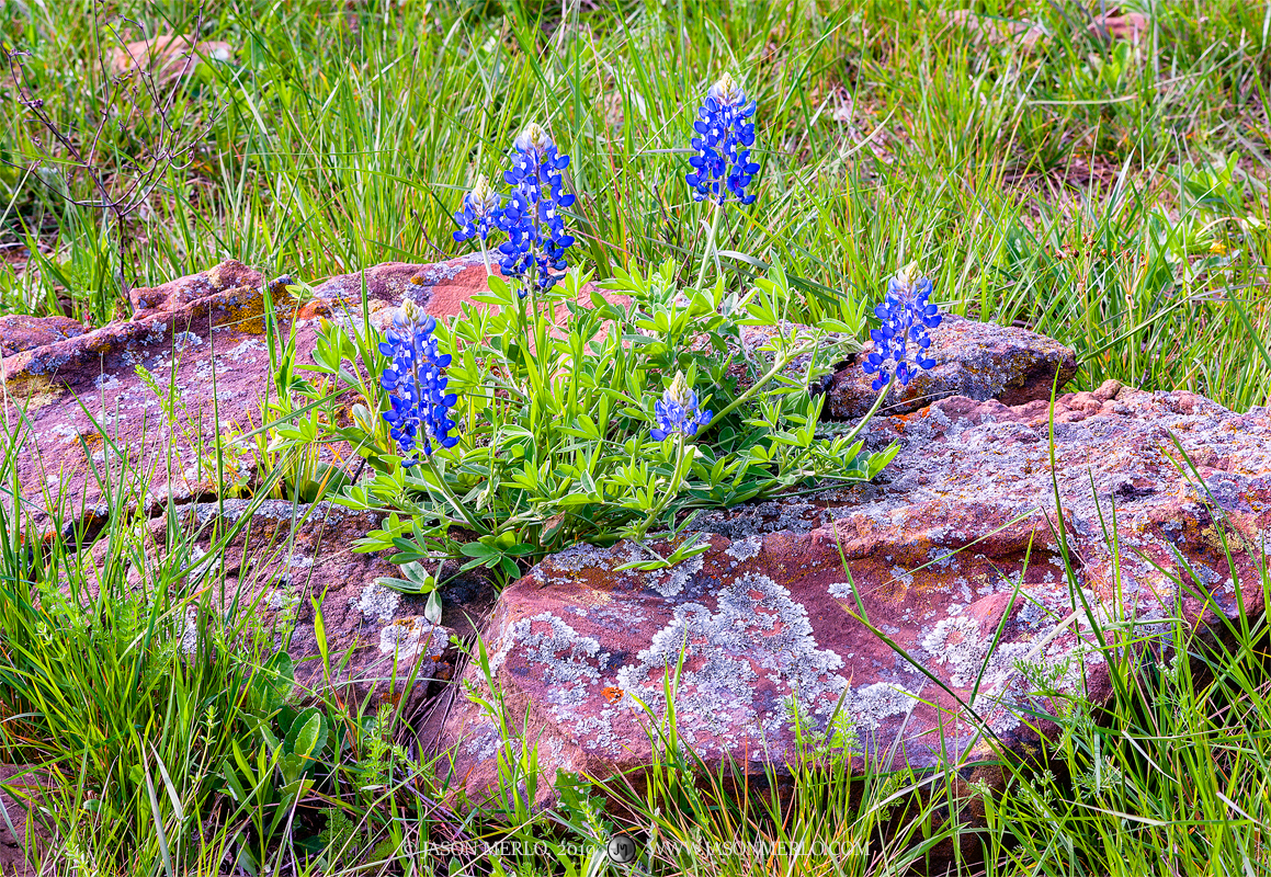 Bluebonnets (Lupinus texensis) growing in a cracked sandstone boulder in San Saba County in the Texas Cross Timbers.
