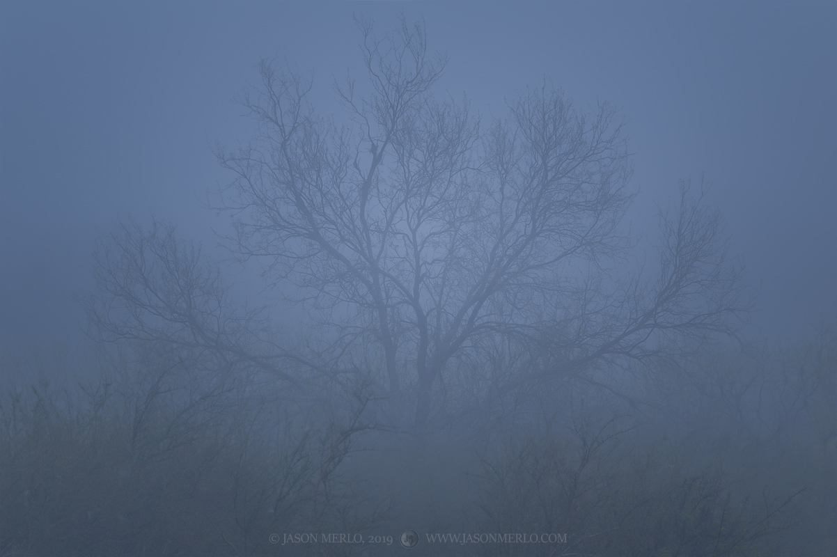 A mesquite tree (Prosopis glandulosa) in fog in San Saba County in the Texas Cross Timbers.