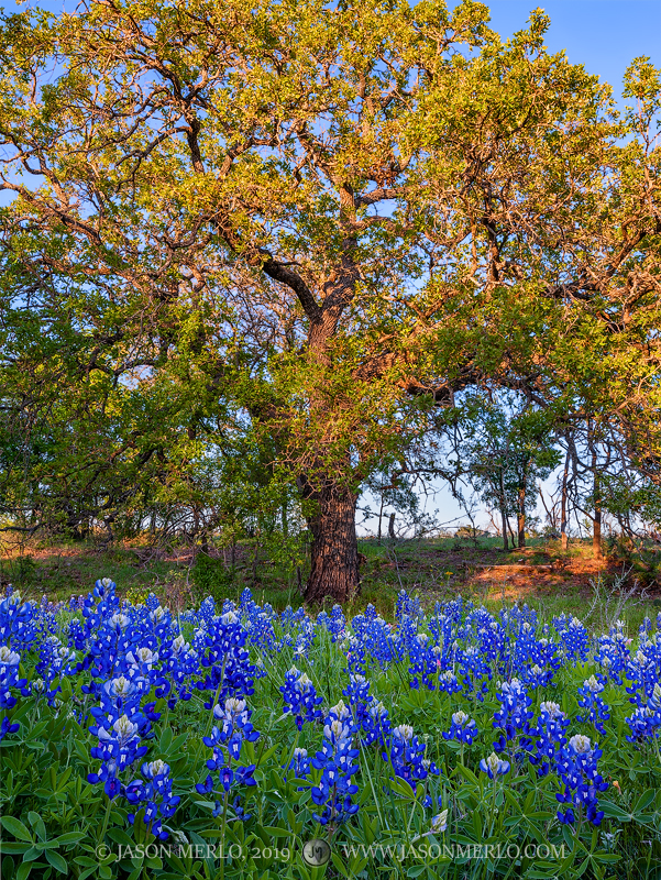 A post oak tree (Quercus stellata) towers over a patch of bluebonnets (Lupinus texensis) at sunset in San Saba County in the...