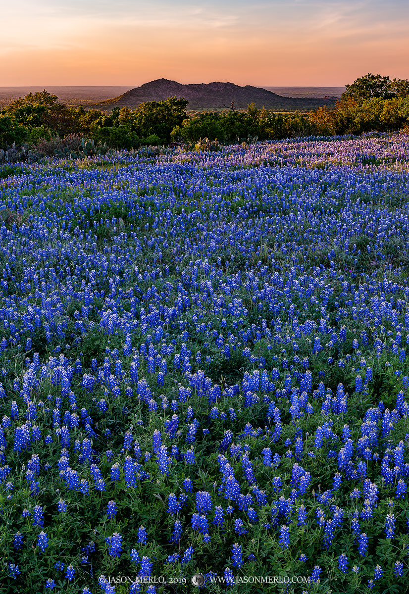 A field of Texas bluebonnets (Lupinus texensis) at sunset in Llano County in the Texas Hill Country.