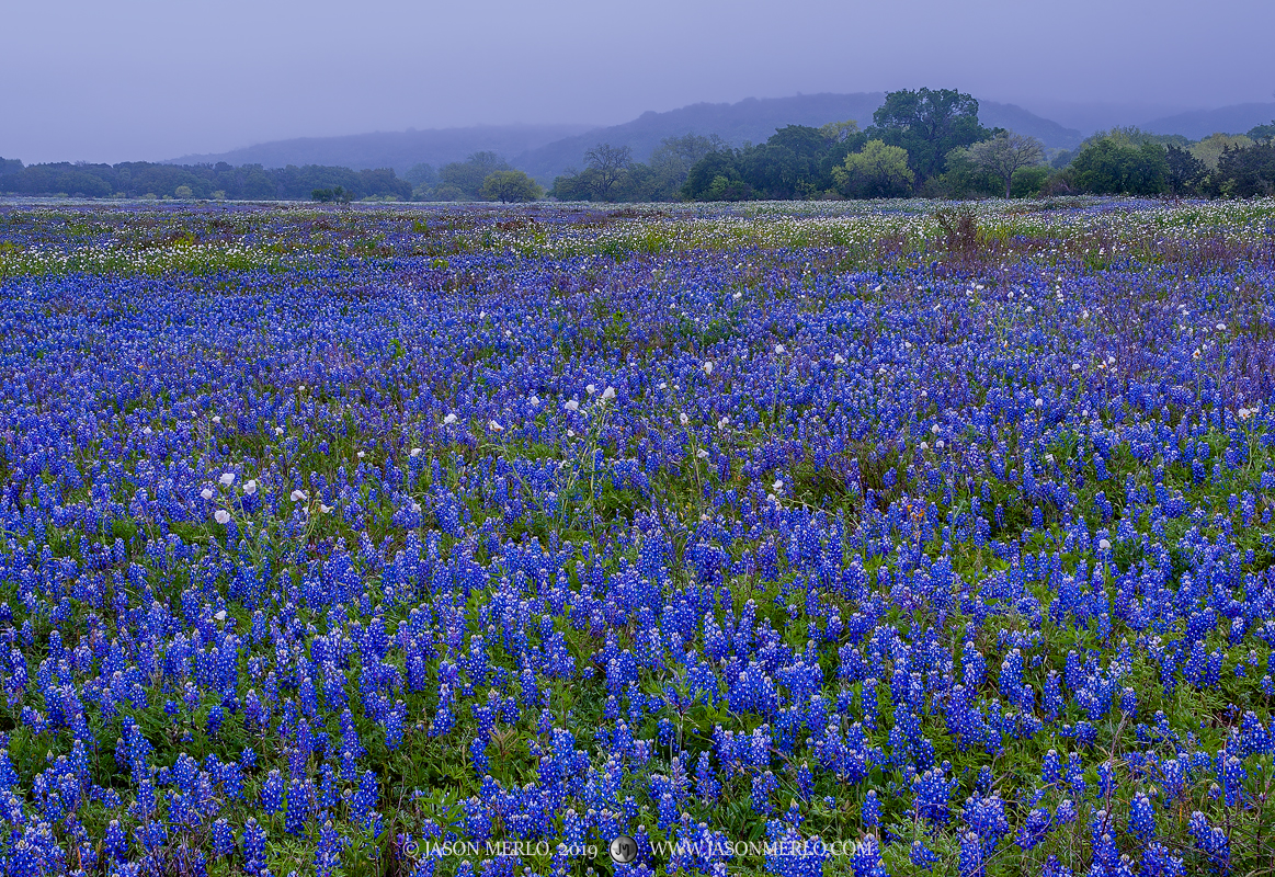 A field of Texas bluebonnets (Lupinus texensis) and fog covered hills in Llano County in the Texas Hill Country.